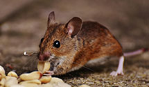 24 Hour & Emergency Exterminators in N N, VA